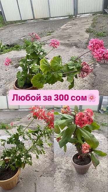 Комнатные цветы в горшках — любые по 300 сом. В наличии: - Пеларгонии