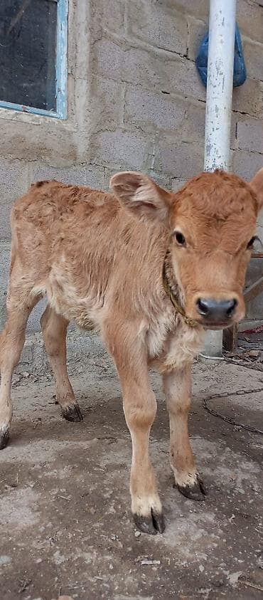 бычмал ат: Продаю | Музоо, торпок | На откорм — 1