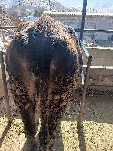 мака сото: Продаю | Корова (самка) | Алатауская | На забой — 4