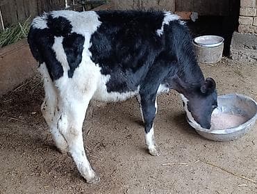 бык производитель: Продаю | Бык (самец) | Голштин — 1