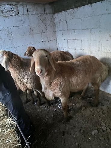 Продаю Кочкоров . 2 года