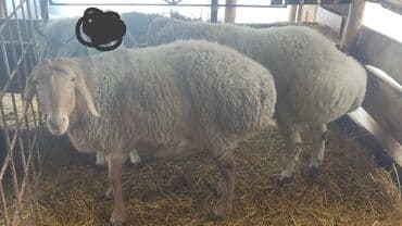 Продаю | Овца (самка), Баран (самец) — 2