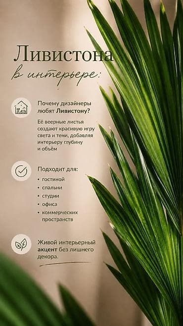 нерж лист: В единственном экземпляре с кашпо продается веерная пальма Ливистона😍 — 8