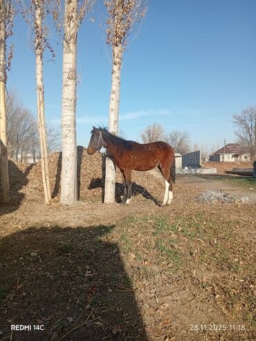 купить собаку для охоты: Продаю | Конь (самец) | Конный спорт | Племенные — 2