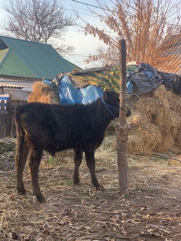 продажа кормов для сельскохозяйственных животных: Продаю | Музоо, торпок | Полукровка, Абердин-ангус | На откорм | Привязанные — 13