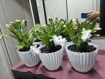 гранат комнатный: Продаю домашние цветы: Белые декабристы,каланхое, хавортии — 3