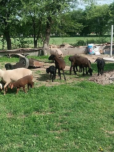 самый лучший сильный умный собака: Продаю | Овца (самка) | Эдильбаевская | Для разведения | Матка — 3