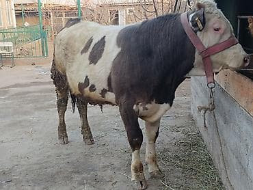 коты бишкек: Сатам | Бука (эркек) | Көбөйтүү үчүн, Сүт алуу үчүн | Байланган — 2