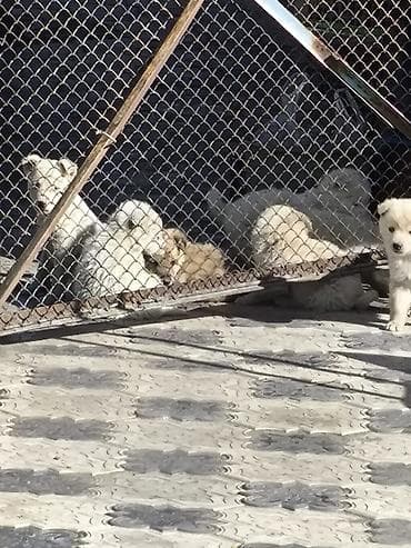 пидбуль щенок в оше эркек: Отдам в Хорошие Руки. Приезжайте выбирайте. БЕСПЛАТНО !!!. Дмитрий- — 2