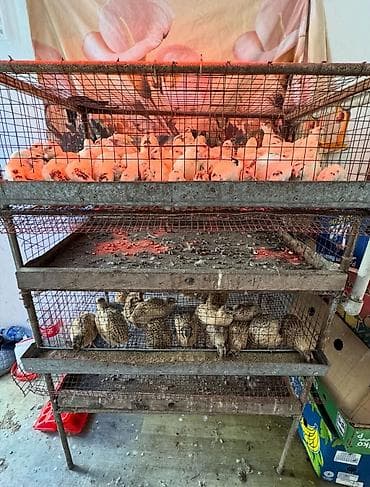 Продаю клетку для перепелов at lalafo.kg Продаю клетку для перепелов