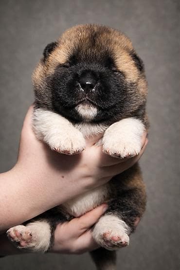 клеймо: ЩЕНКИ АМЕРИКАНСКОЙ АКИТЫ Два очаровательных мальчика открыты к — 1