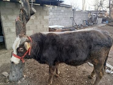 рабочий аттар: Продаю | Бык (самец) | Полукровка, Монбельярд | На откорм | Привязанные — 5