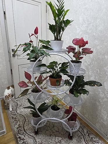 цветы бабочка: Композиция из суккулентов и кактусов в декоративном кашпо - Живые — 4