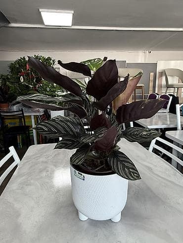 Бөлмө өсүмдүктөрү: Комнатные растения в декоративных горшках - Ассортимент: компактные — 6