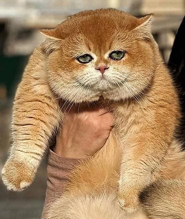 Британская короткошёрстная, 10 месяцев, Мальчик, Золотая шиншилла