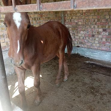 Продаю | Жеребенок | На забой