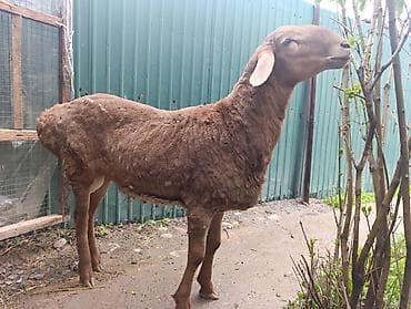 Продаю | Овца (самка) | Для разведения | Осеменитель