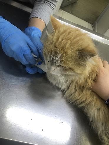 выстрел собак: Нужна помощь. Нужен куратор. Кто может позаботится о коте. У кота — 3