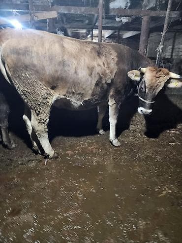 С/х животные и товары: Продаю | Корова (самка) | Алатауская, Швицкая | Для разведения, Для молока — 3