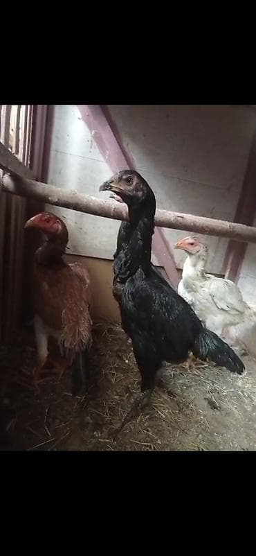 птицы брама: Продаю | Петух | Бойцовая | Для разведения — 2
