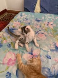 отдам кошечку в добрые руки: Кошка даром: Беспородная, 4 месяца, Девочка, Приучена к лотку, Проглистована — 4