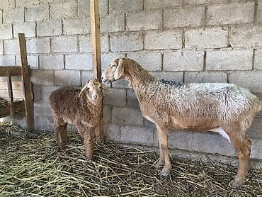 британская голубая кошка: Продаю | Овца (самка), Ягненок | Гиссарская, Арашан | Для разведения | Племенные, Ягнившаяся — 2