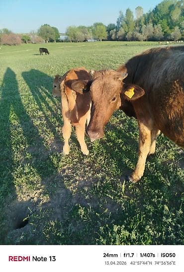 ээр токум жугон: Продаю | Корова (самка) | Полукровка | Для разведения | После отела — 1