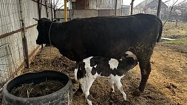 высокоудойные коровы: Продаю | Корова (самка) | Для разведения, Для молока | После отела — 3