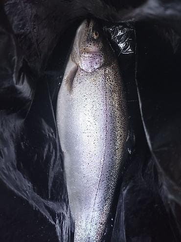 сколько сейчас стоит малина: Свежая форель в наличии 🐟
Цена: 750 сом/кг — 1