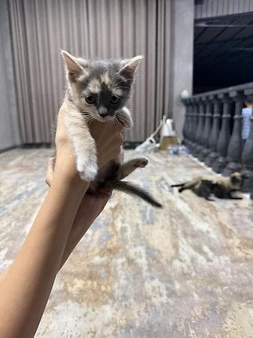 2 месяца, Девочка, Черепаховый, Приучена к лотку at lalafo.kg 2 месяца, Девочка, Черепаховый, Приучена к лотку