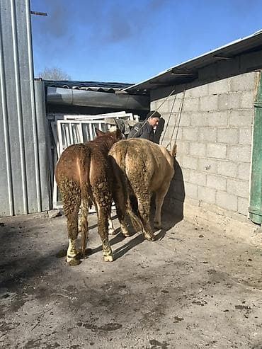 Грызуны: Продаю | Бык (самец) | Симментальская | На откорм | Привязанные — 4