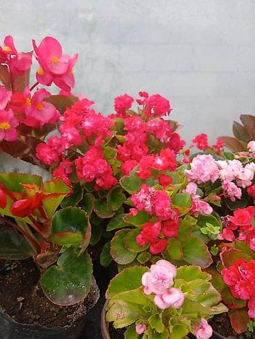 Бегонии: Бегония вечноцветущая махровая (Begonia — 3