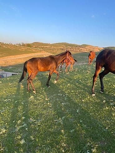 d cat: Продаю | Кобыла (самка) | Рабочий | Мерин — 4