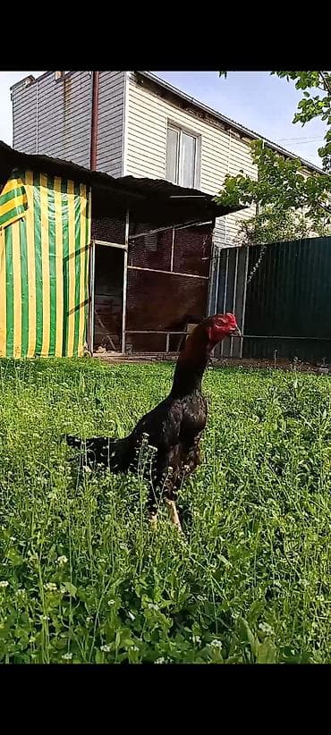 выстрел собак: Продаю | Петух | Бойцовая, Дакан | Для разведения, Для боев — 4