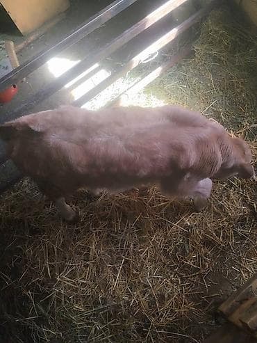 срочно продаю корову: Продаю | Музоо, торпок | На откорм — 5