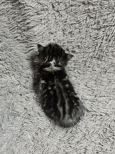 Үй жаныбарлары: 🐾 Шотландские котята мраморного окраса (скоттиш-страйт/скоттиш) — 2