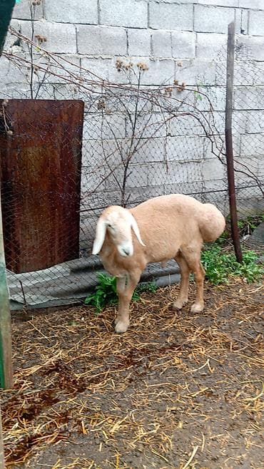 тайган щенки: Продаю | Козёл (самец) — 3