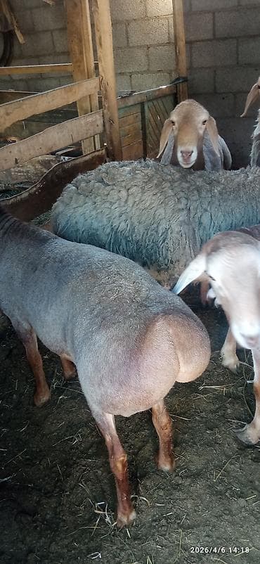 chi su: Продаю | Овца (самка) | Для разведения | Матка — 1