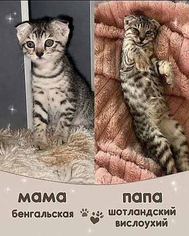 d cat: Бенгальские котята,Метисы отец Шотландский вислоухий. Окрасом — 4