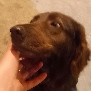 щенок немецкой овчарки цена: Продаётся собака спаниель рожала два раза — 1