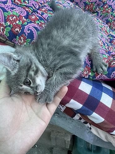 Кошки: Котёнок серого окраса с тигровым рисунком (таби). Мягкая густая — 1