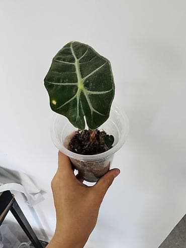 Үй жана бакча: Алоказия ‘Polly’ (Alocasia amazonica) — декоративно-лиственное — 1