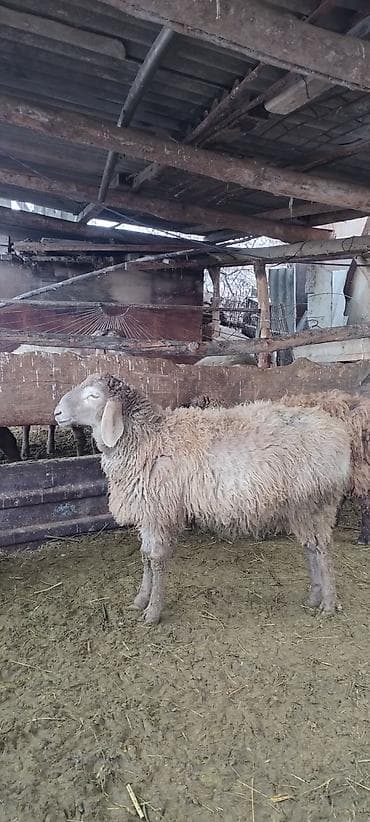 Кошки: Продаю | Баран (самец) | Для разведения | Осеменитель — 4