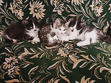 кошка манчкин цена: Отдаю трое очаровательных котят в хорошие руки, сами котята уже могут — 1