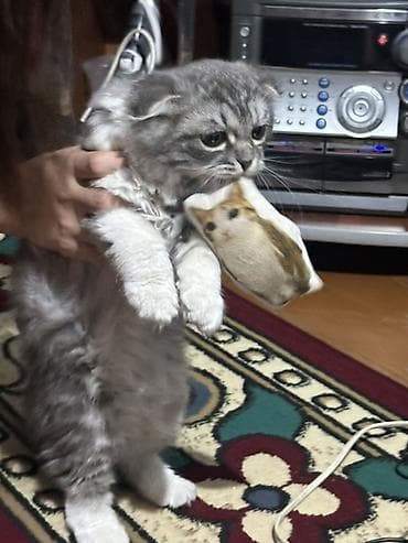 животные котята: Шотландский вислоухий котёнок. Малыш с мягкой пушистой шерстью — 2