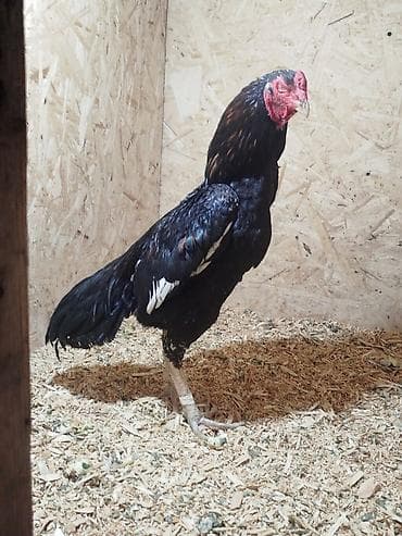 продажа домашних животных: Продаю | Куры — 2