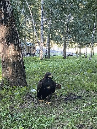 кассир бильярд: Жумуш издейбиз 15жаштабыз 2бала любой жумуш кылабыз — 1