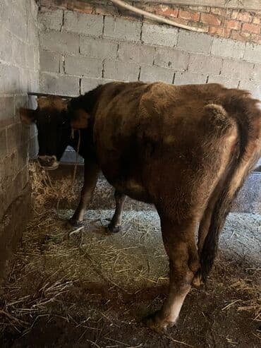 французский булдог: Продаю | Бык (самец) | На откорм | Привязанные — 1