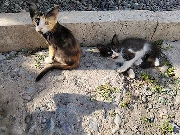 кошка тайская: Отдаю котят в добрые руки. цветная девочка, черно-белый мальчик. едят — 1