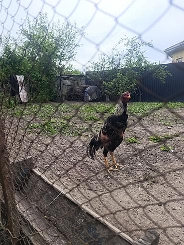 Айыл-чарба жаныбарлары: Сатам | Короздор | Дакан | Көбөйтүү үчүн — 3